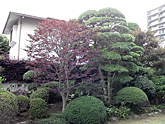 和風庭園剪定例、埼玉県日高市、モチノキの段造り剪定
