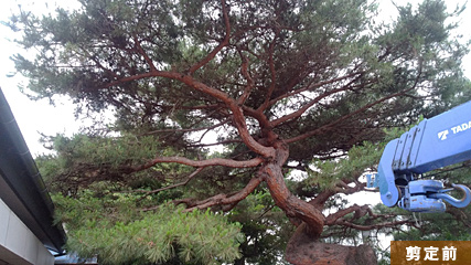 飯能市 I邸 芝生の庭　樹木は「ジューンベリー」を１本だけ植栽して　後は低木で木塀を彩り。