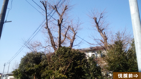 千葉県八千代市 桜の木伐採 プレイグリーン
