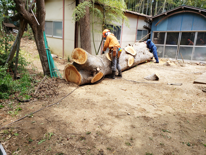 ２日目は幹を伐り終了。切ったケヤキは、材木市場で再利用です。今回は、林業の方に手伝って頂きました。