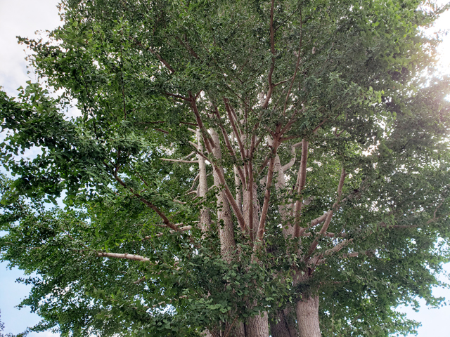 下枝はクレーンで届くので吊って伐ります。
