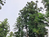 杉林の伐採